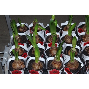 AMARYLLIS P14