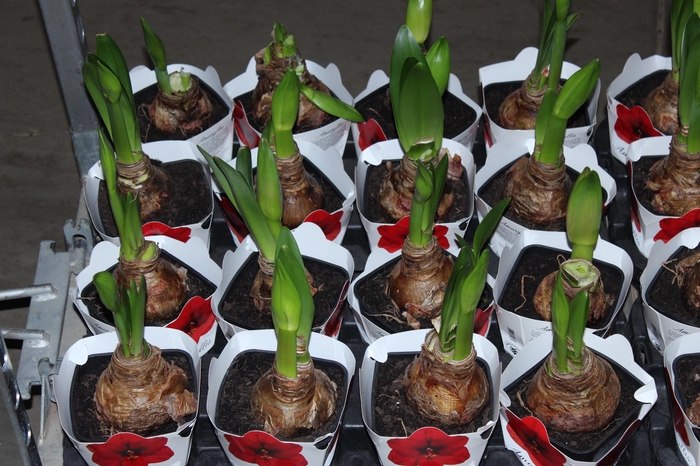 <h4>AMARYLLIS P14</h4>