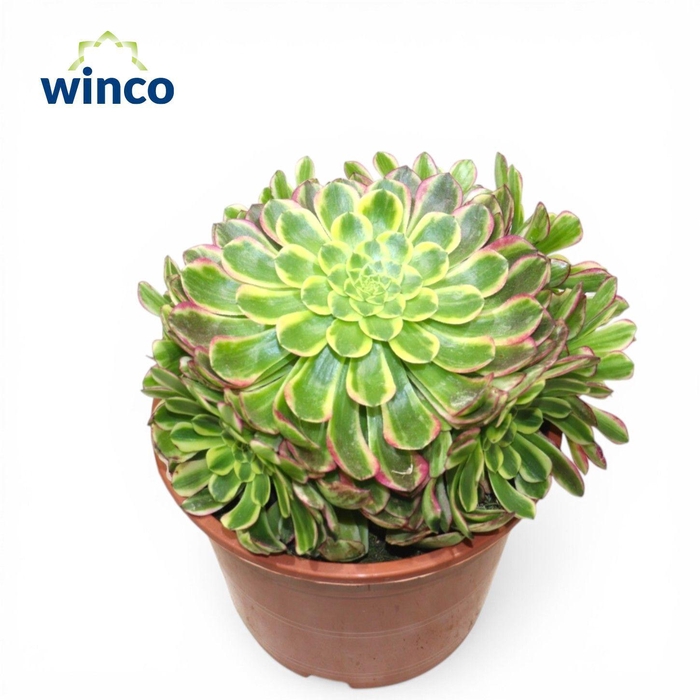 <h4>Aeonium Sunrise</h4>