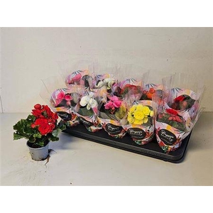 Begonia Mix Standaard Hoes (mix In