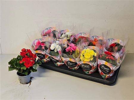 <h4>Begonia Mix Standaard Hoes (mix In</h4>