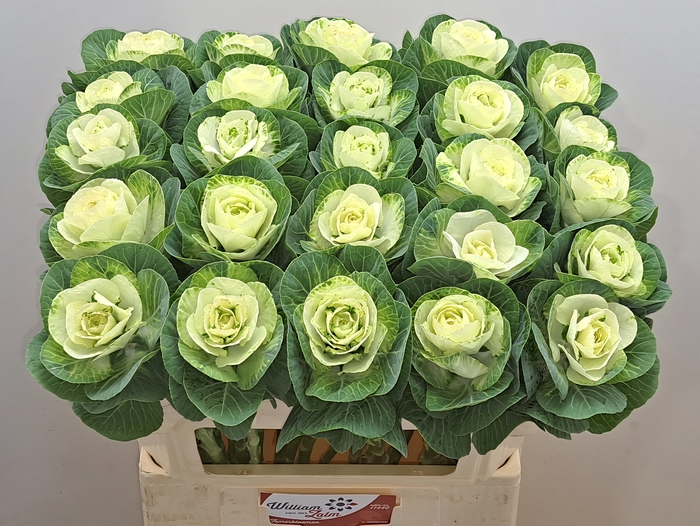 <h4>BRASS WHITE CRANE</h4>