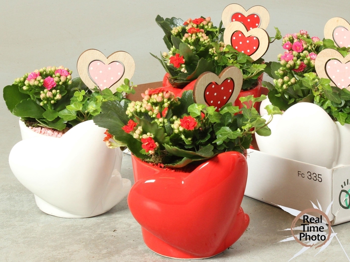 <h4>ARR KAMERPL</h4>