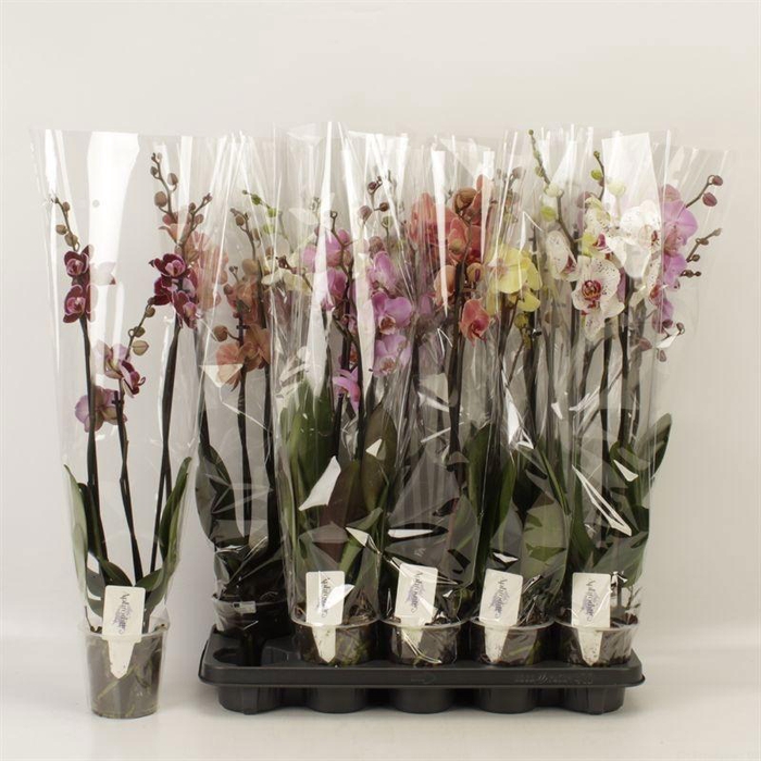 <h4>PHAL GEM 6 KL</h4>