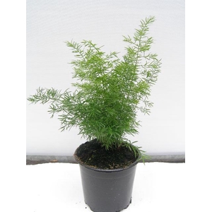 ASPARAGUS DENSIFLORUS P12 MEYERII