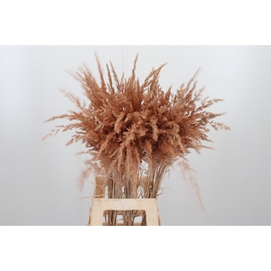 Calamagrostis Kl Bh Apricot