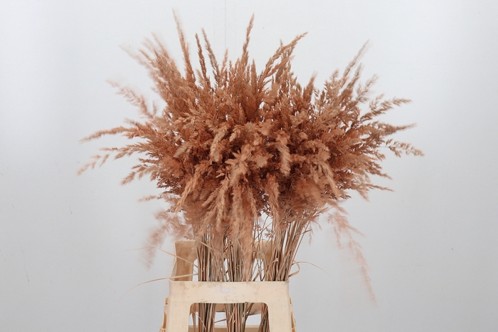 <h4>Calamagrostis Kl Bh Apricot</h4>