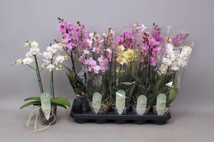 <h4>PHAL MF GEM 8 KL</h4>
