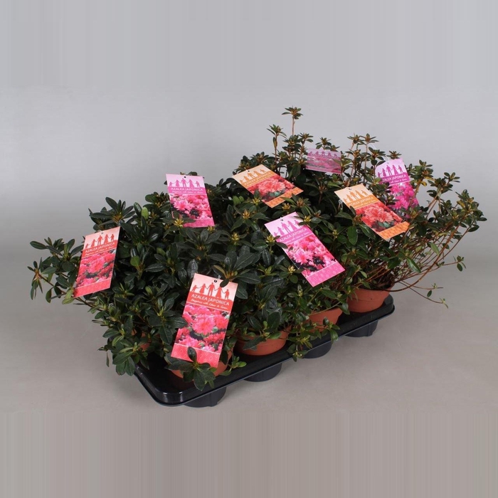 Rhododendron jap.  ...