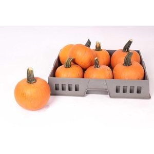 CUCURBITA