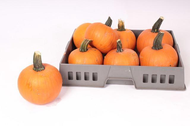 <h4>CUC HALLOWEEN</h4>