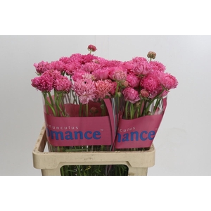 Ranunculus Poodle Ramlia