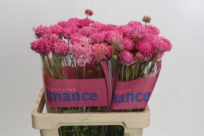 <h4>Ranunculus Poodle Ramlia</h4>