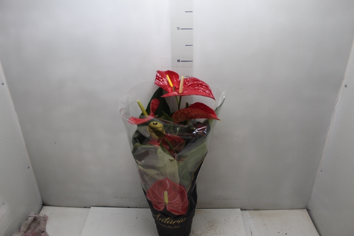 <h4>ANTHURIUM MICHIGAN P17 PREMIUM</h4>