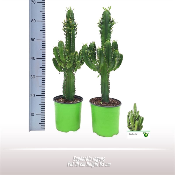 <h4>Euphorbia ingens</h4>