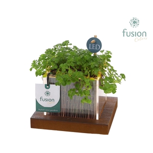 Acryl bakje LED met groene plant