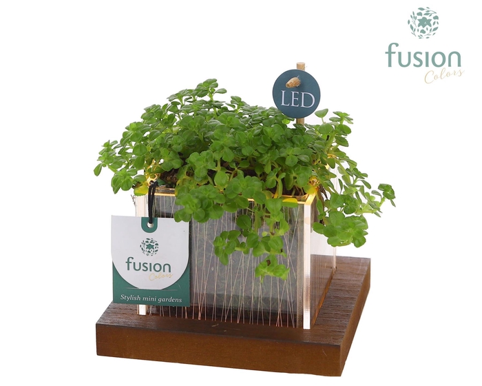 <h4>Acryl bakje LED met groene plant</h4>