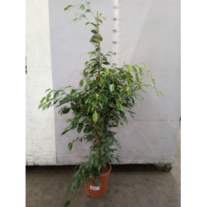 Ficus benja. 'Exotica'