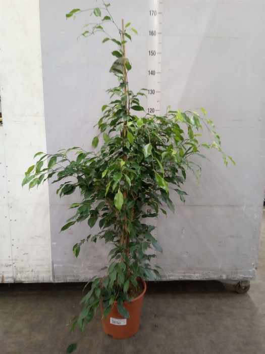 <h4>Ficus benja. 'Exotica'</h4>