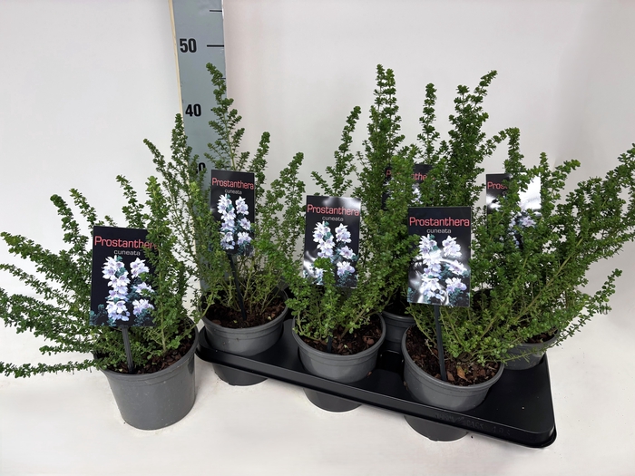 <h4>PROST CUNEATA</h4>