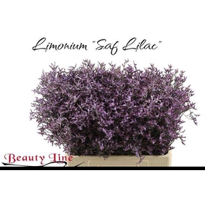 LIM SAF LILAC