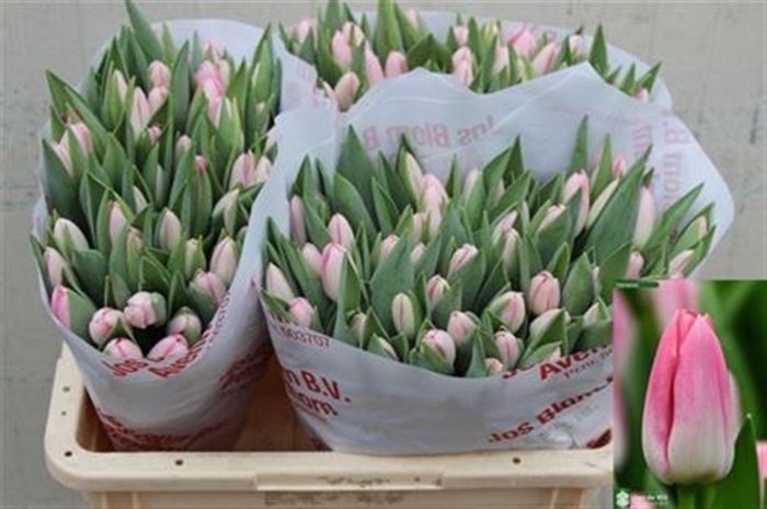 <h4>Tu En Dynasty</h4>