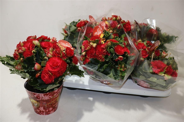 <h4>arr8 Beg Du Grace</h4>