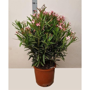 NERI OLEANDER