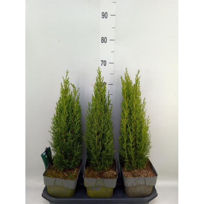 <h4>Cupressus sempervirens 'Totem'</h4>