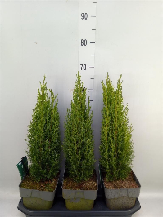 <h4>Cupressus sempervirens 'Totem'</h4>