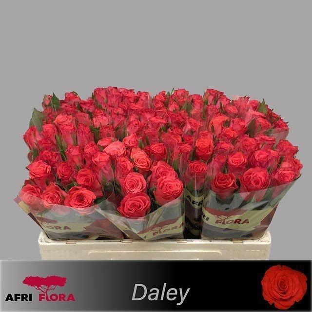 <h4>R GR DALEY+</h4>