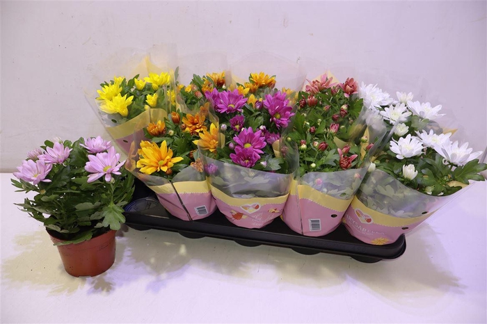 <h4>arr8 Chrys Gem 6 Kl</h4>