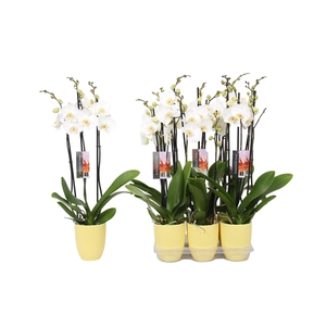 Phalaenopsis White, 3-spike Yellow Ceramics