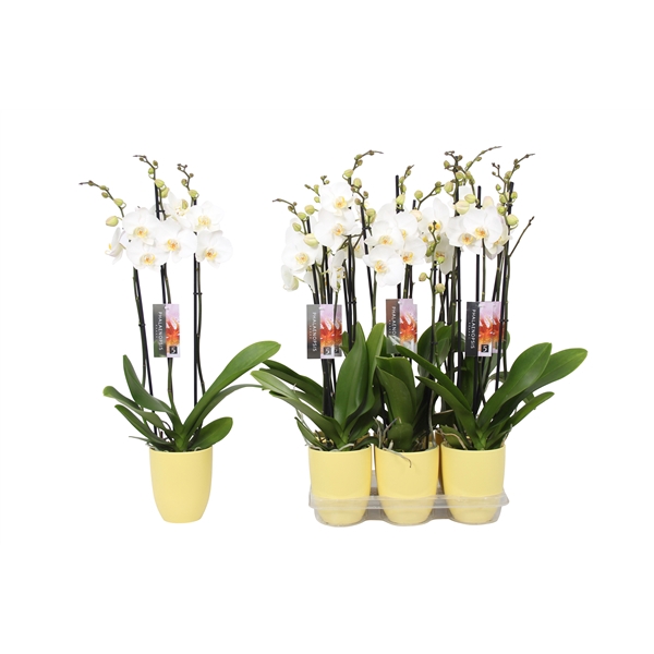 <h4>Phalaenopsis White, 3-spike Yellow Ceramics</h4>