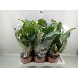 Aglaonema  'Silver Bay'