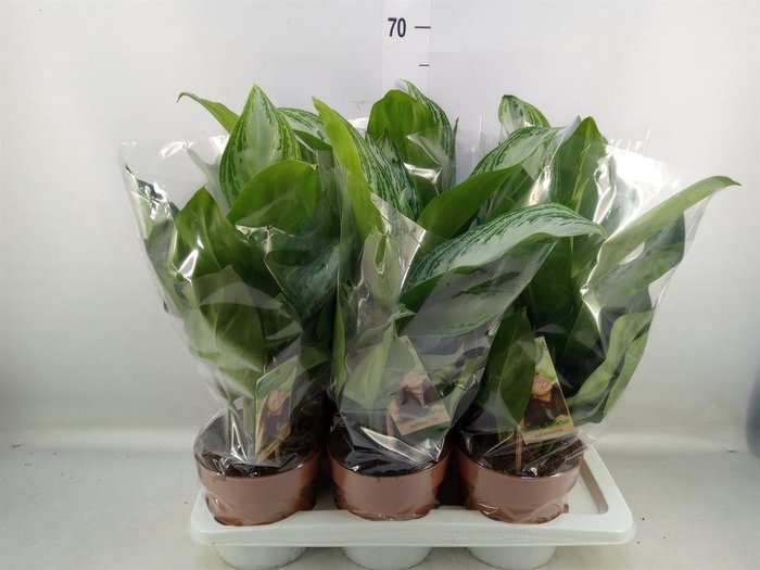 <h4>Aglaonema  'Silver Bay'</h4>