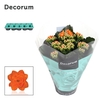 Kalanchoe Decorum - Orange