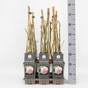 Rosa CL 'New Dawn'