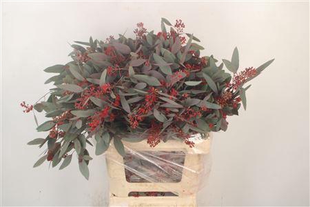 Euca Populus Berry V Red Flower