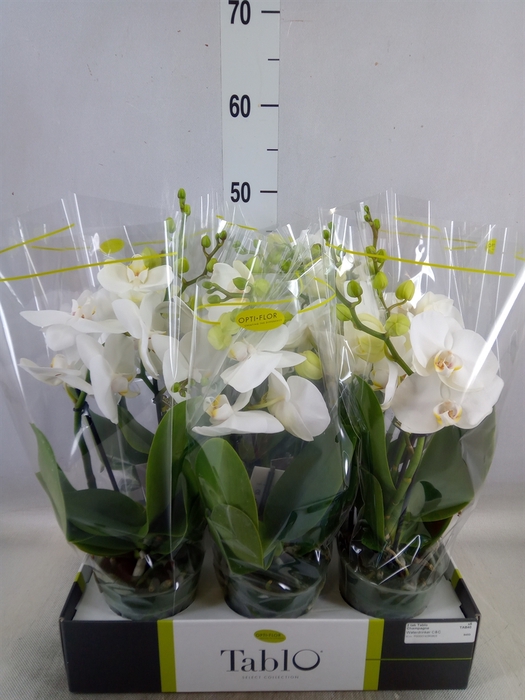 <h4>Phalaenopsis   ...white</h4>