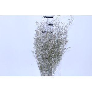 LIMONIUM DESIDRATADO TINTURADO BRANCO 070 CM