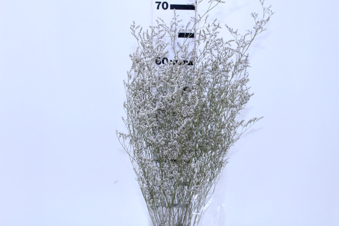 <h4>LIMONIUM DESIDRATADO TINTURADO BRANCO 070 CM</h4>