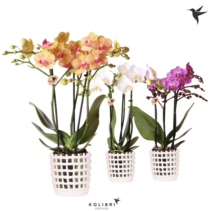 <h4>Kolibri Orchids Phalaenopsis mix 3 spike in Mesh pot white</h4>