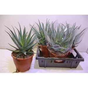 arr8 Aloe Arborescens