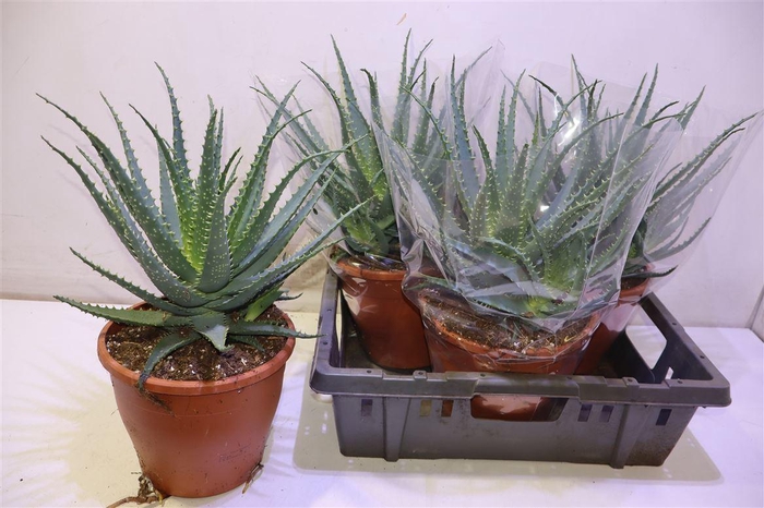 <h4>arr8 Aloe Arborescens</h4>