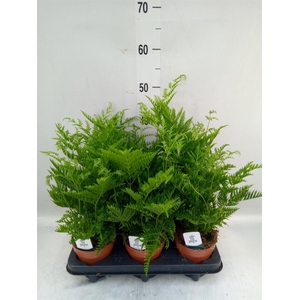 Pteris straminea