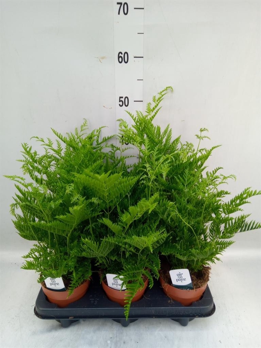 <h4>Pteris straminea</h4>