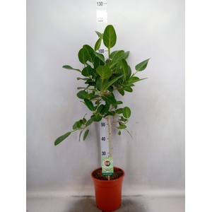 Ficus benghalensis 'Petite Audrey'