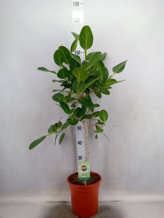 <h4>Ficus benghalensis 'Petite Audrey'</h4>