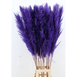 DF Pampas 130cm Dark Lilac